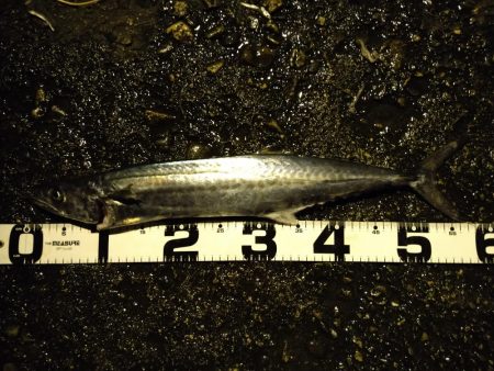 サゴシカッター連発